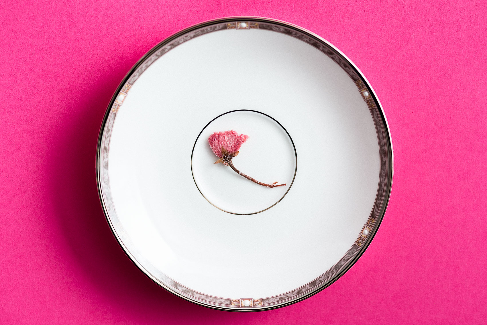 Pickled Cherry Blossoms